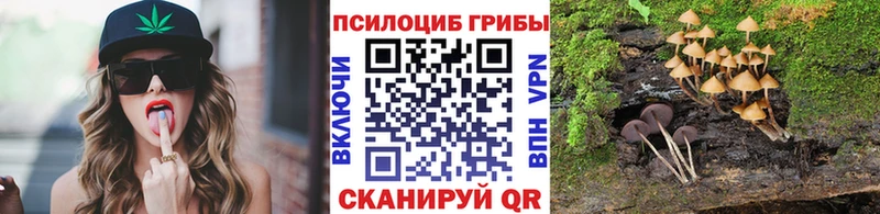 купить   Осинники  Галлюциногенные грибы Psilocybe 